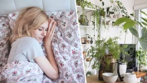 Plantes pour dormir  astuces naturelles pour un meilleur sommeil !